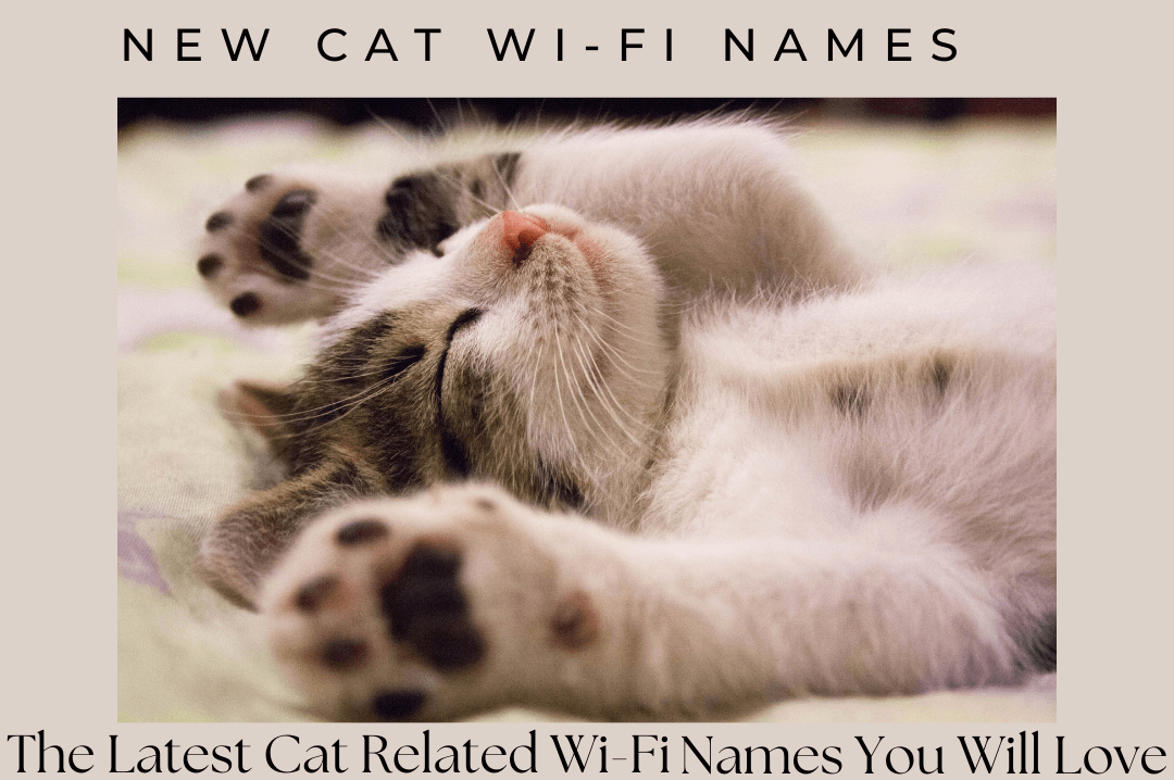 best cat wifi names